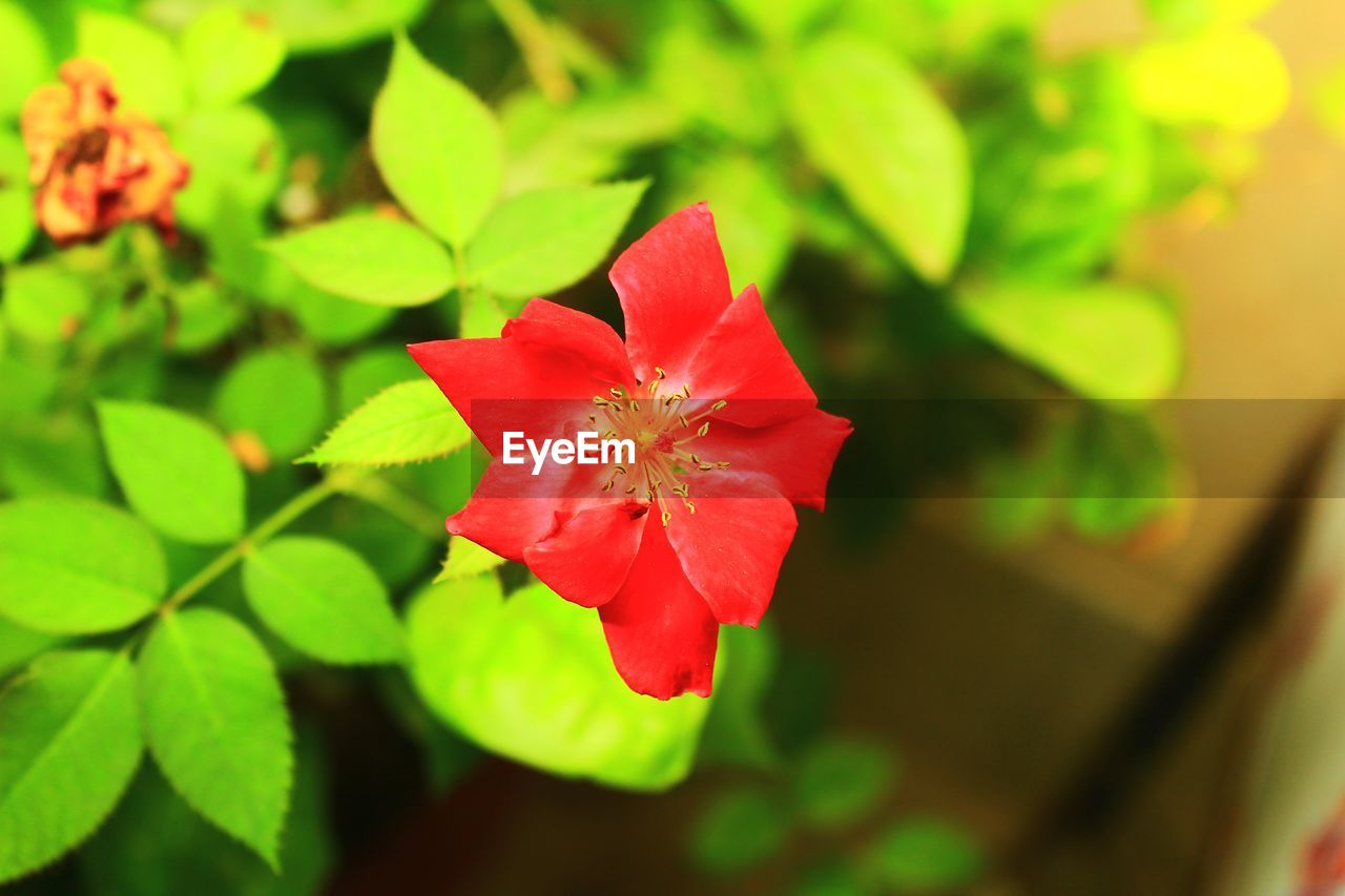 CLOSE-UP OF RED ROSE ON PLANT