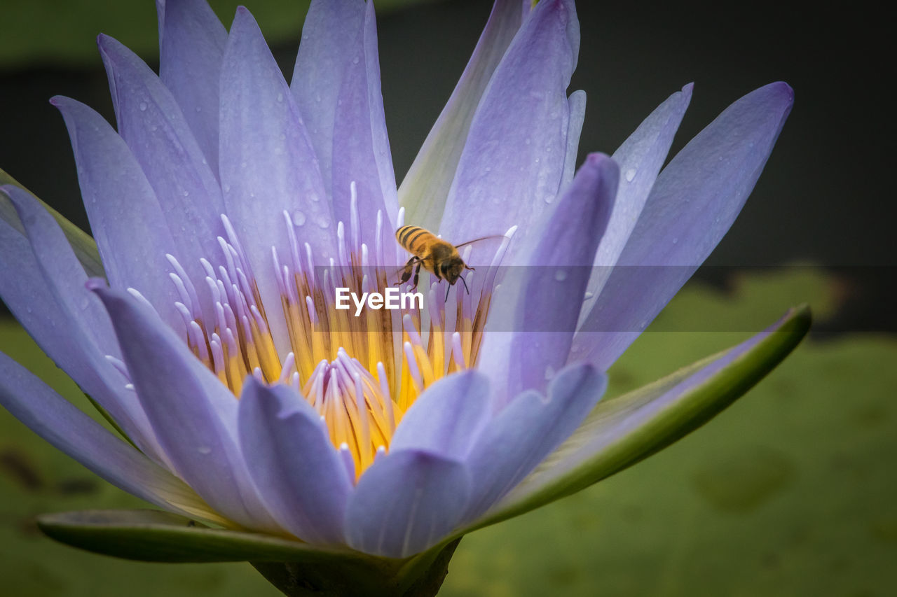 Close-up of bee pollinating on wet blue lotus