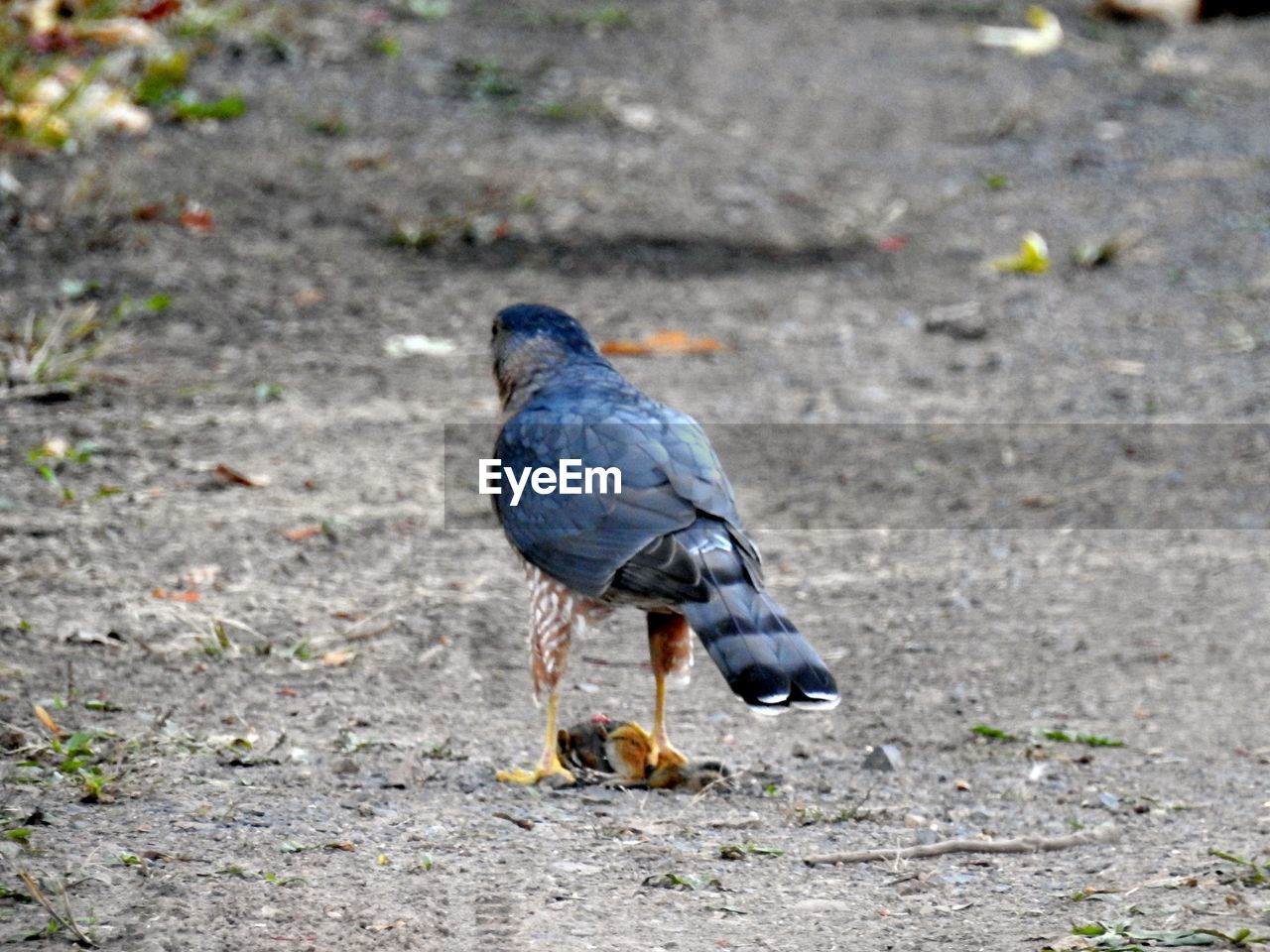 CLOSE-UP OF PIGEON PERCHING ON FIELD