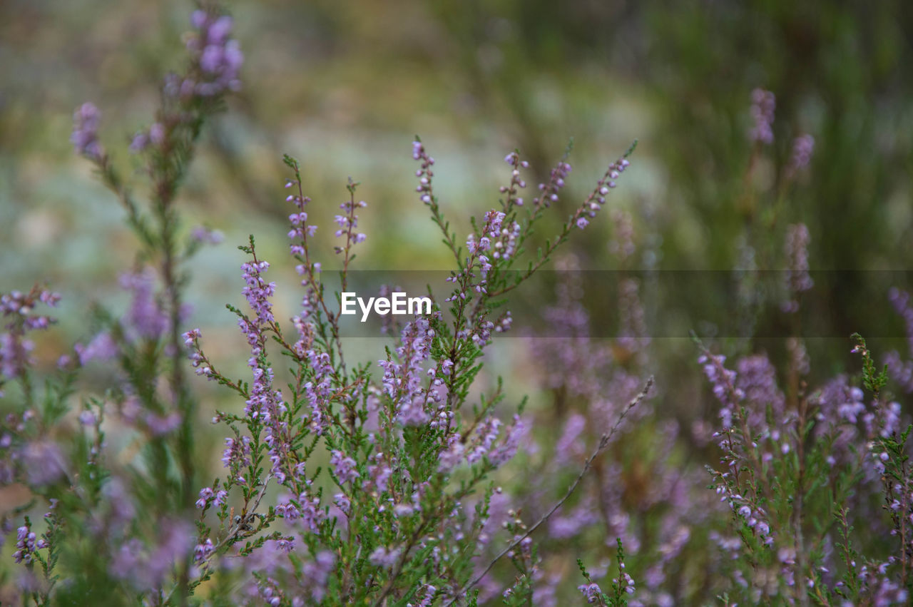 Close-up of flowers blooming outdoors