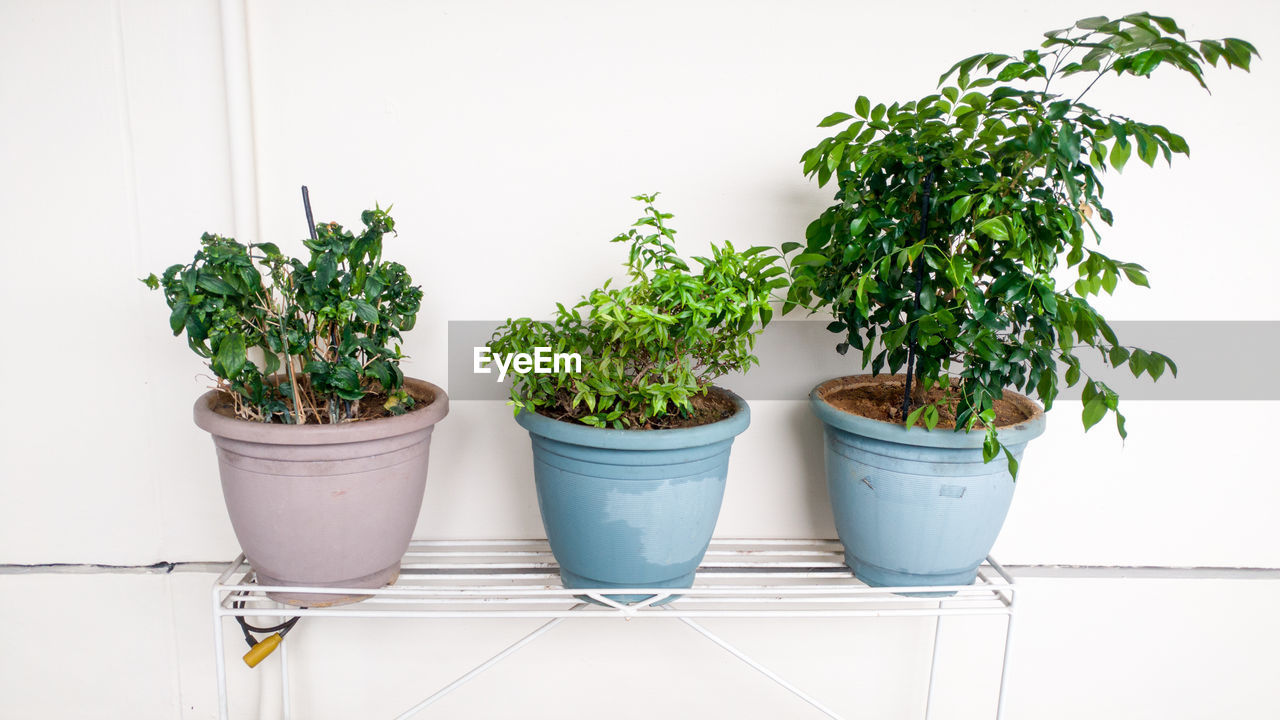 Potted plants against wall