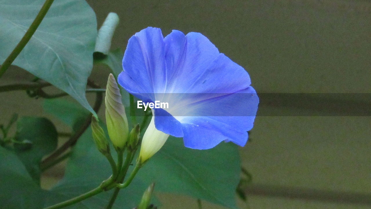 CLOSE-UP OF PURPLE FLOWER