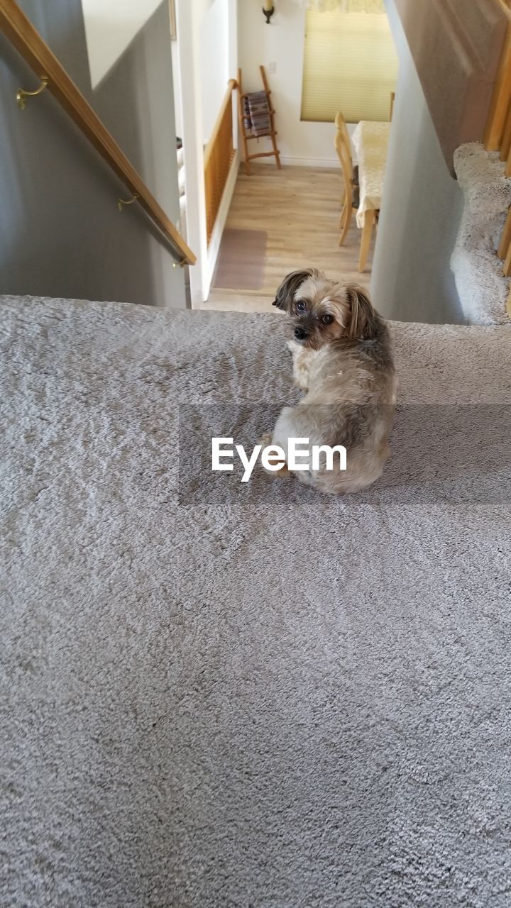 HIGH ANGLE VIEW OF A DOG ON FLOOR AT HOME