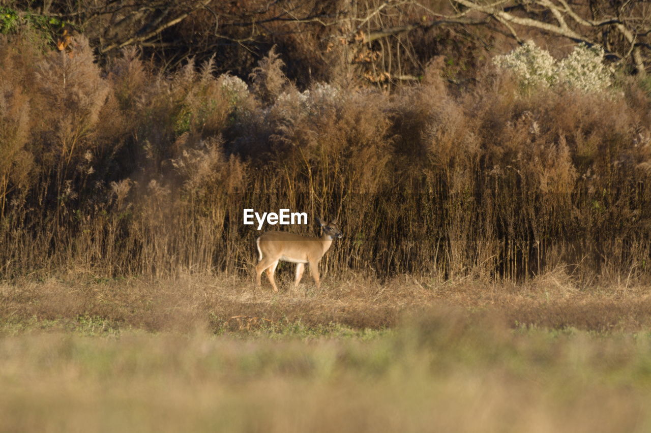 Deer standing in a field