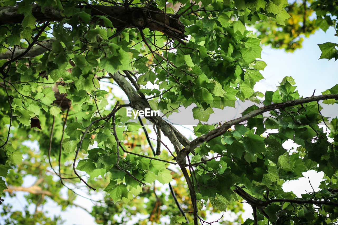 LOW ANGLE VIEW OF TREES