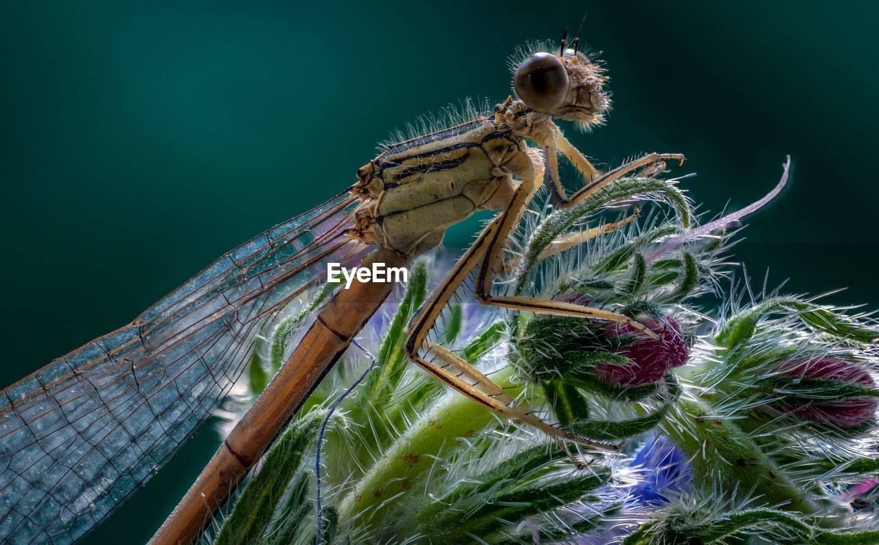 CLOSE-UP OF INSECT ON FLOWER