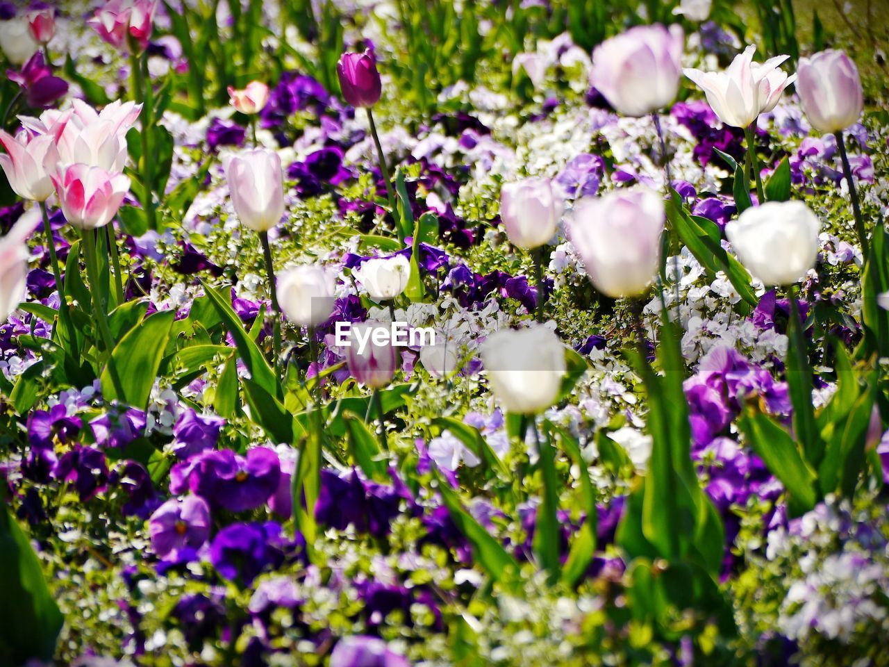 Close-up of purple flowering plants