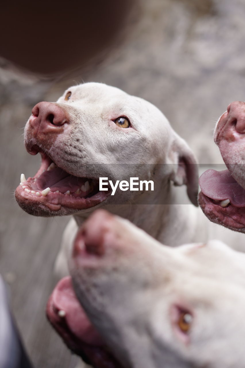 Close-up of dog sticking out tongue