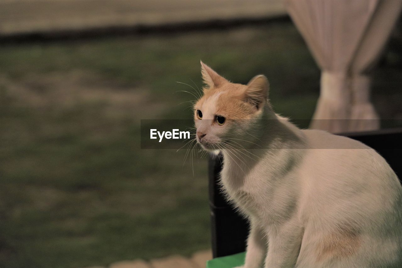 Egyptian cat