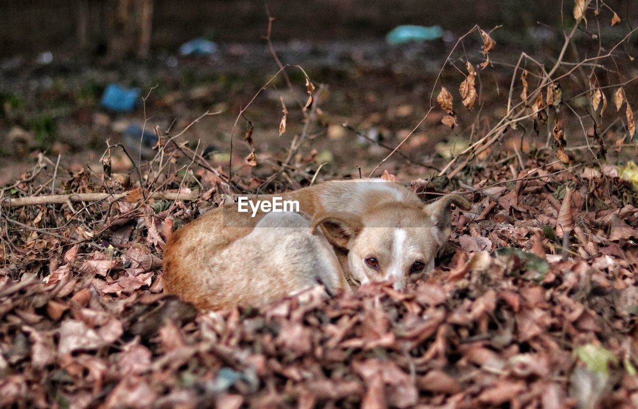 CLOSE-UP OF RABBIT LYING ON FIELD