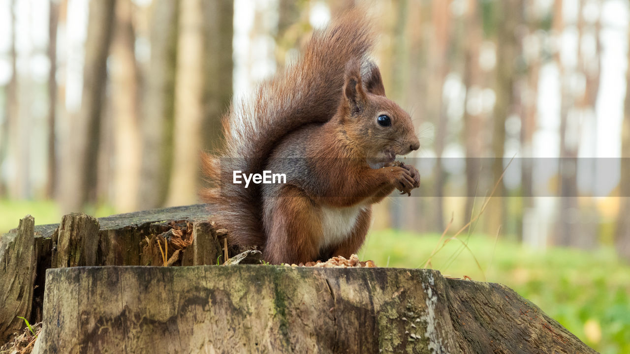 animal, animal themes, squirrel, animal wildlife, mammal, one animal, tree, rodent, wildlife, nature, forest, plant, cute, tree stump, wood, tree trunk, bark, no people, land, trunk, brown, outdoors, animal hair, chipmunk, focus on foreground, eating, day, tail, close-up, nut, animal body part