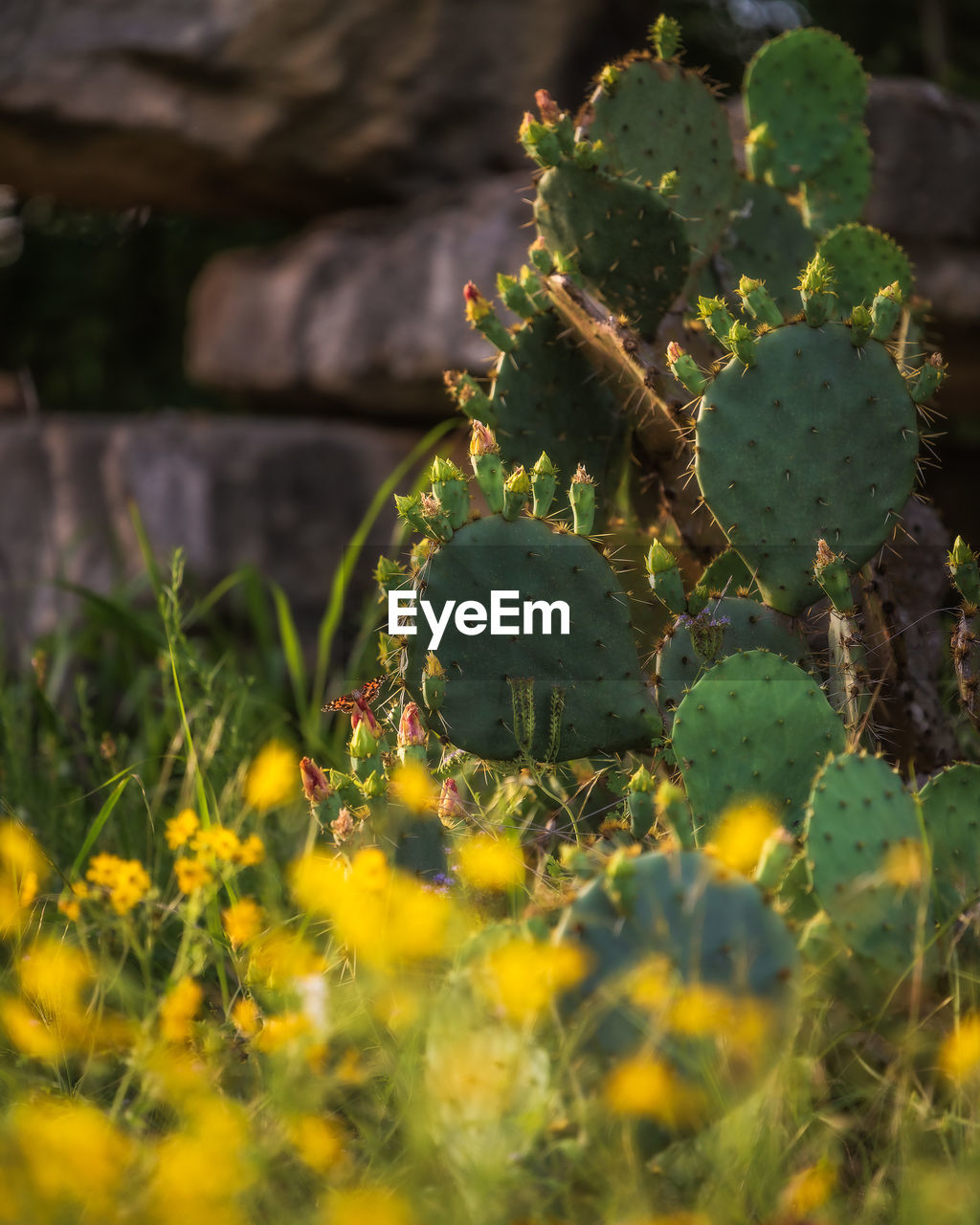 Close-up of succulent plant on field