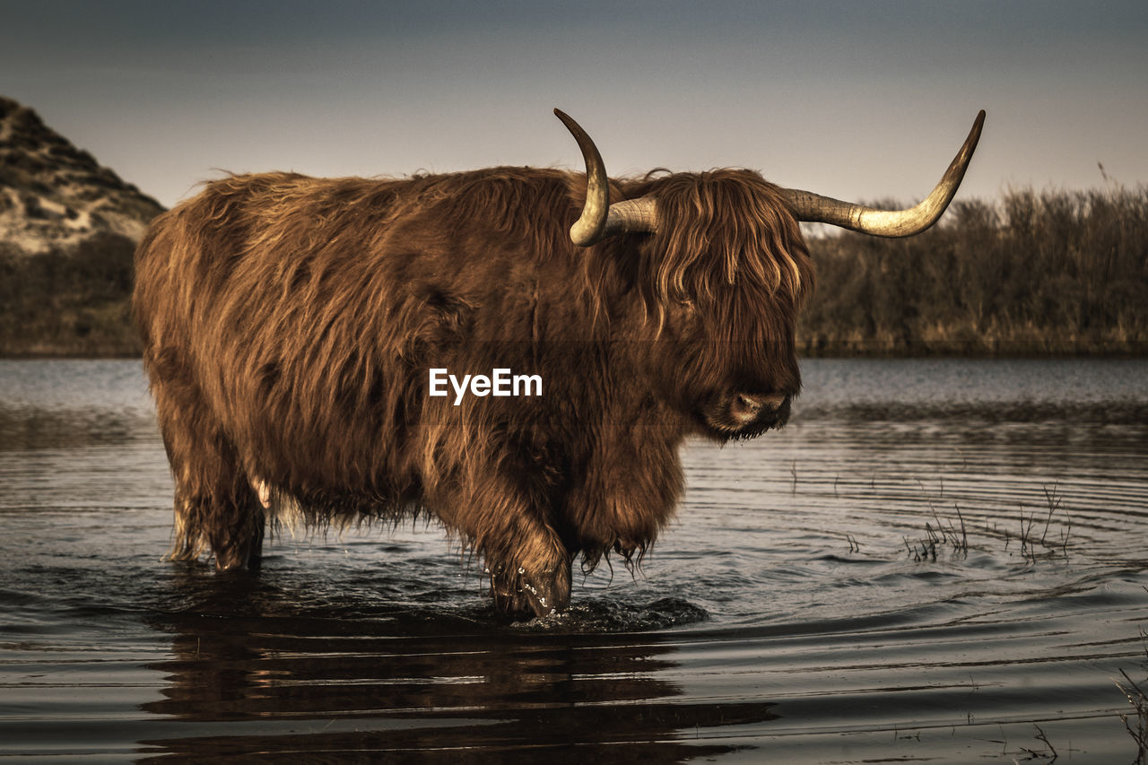 Highland cattle inside the dunes