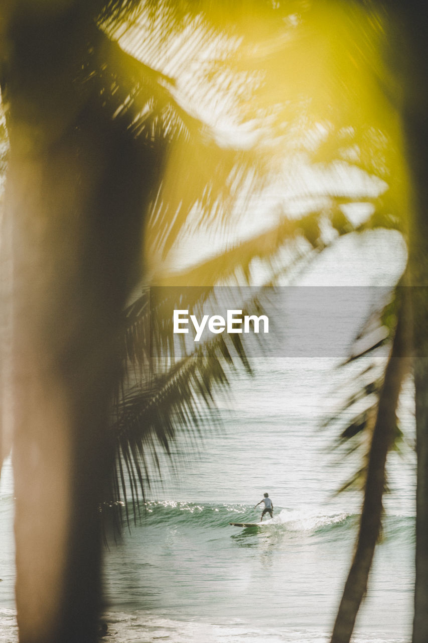 BLURRED MOTION OF PALM TREES AT WATER