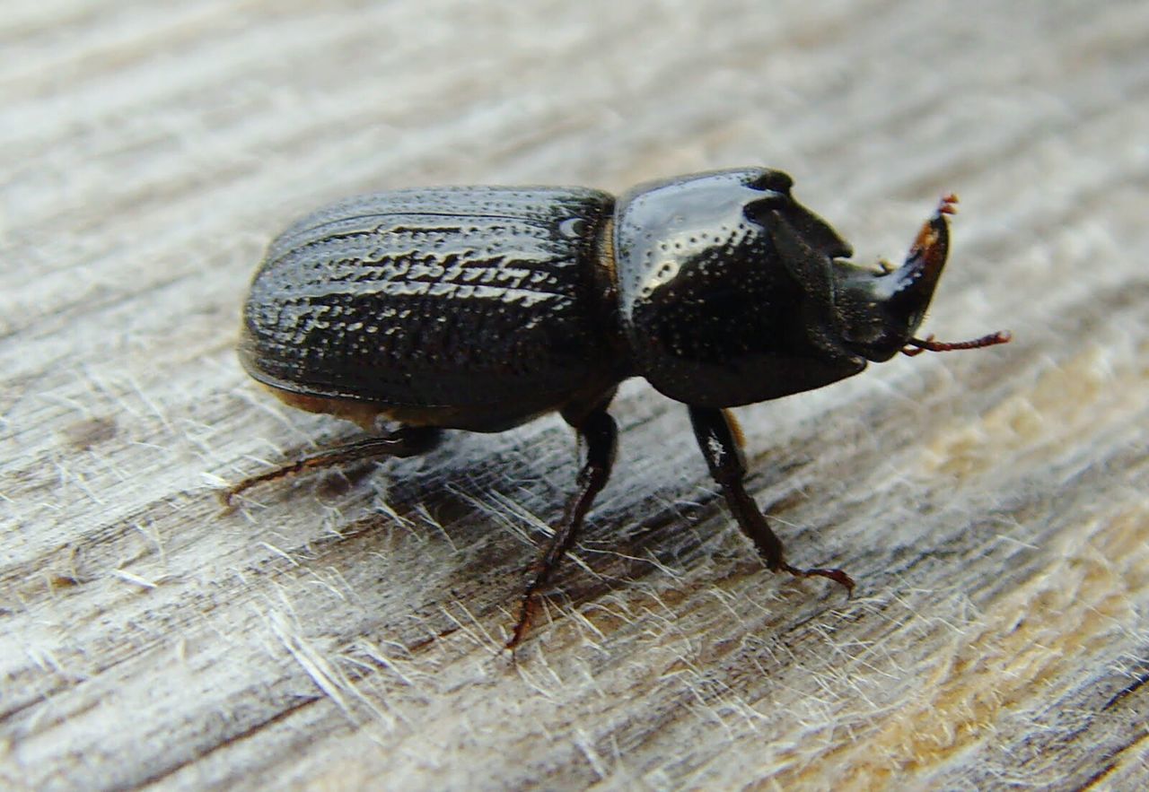 Close-up high angle view of beetle on wooden floor