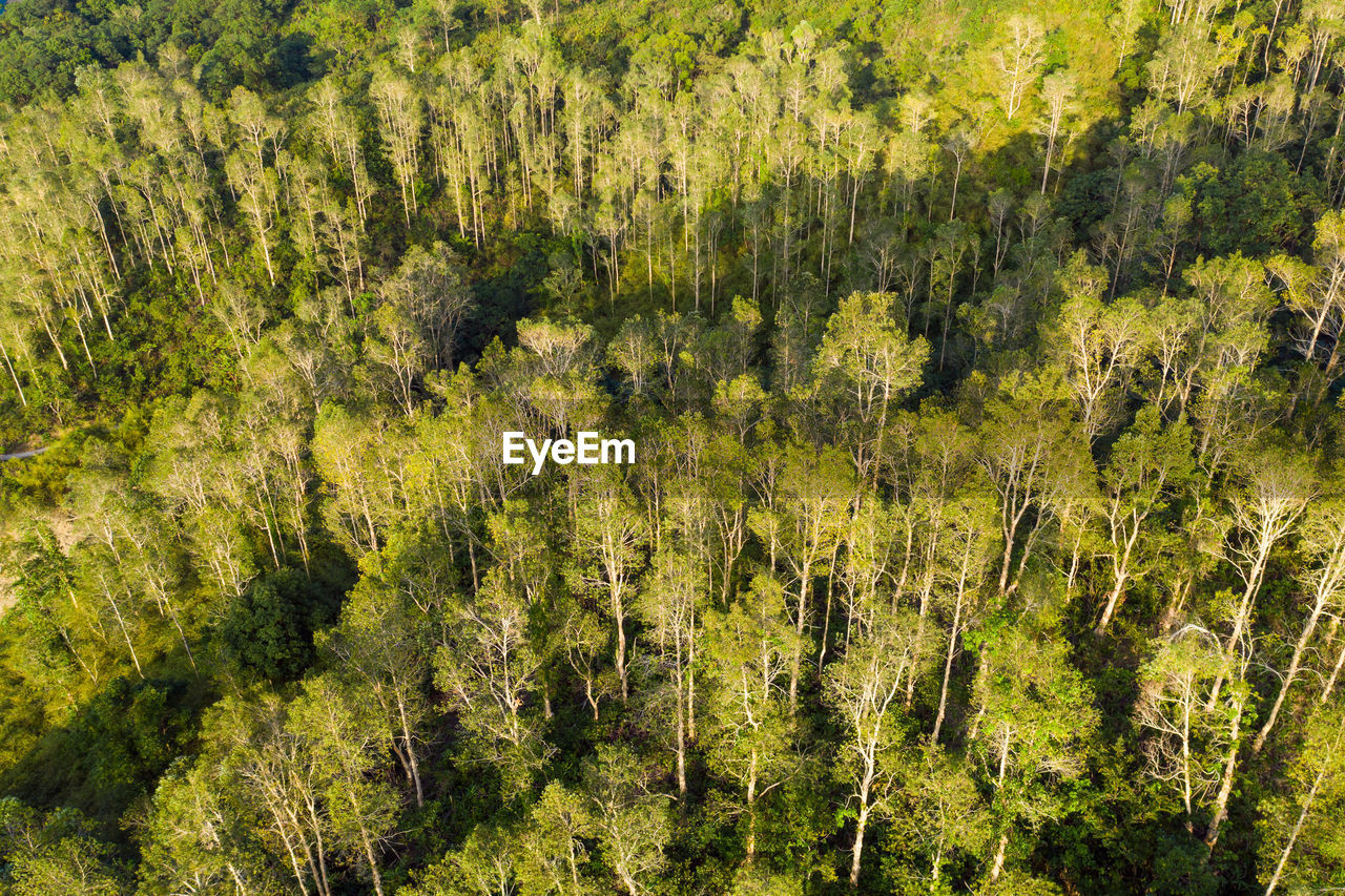 Full frame shot of trees in forest