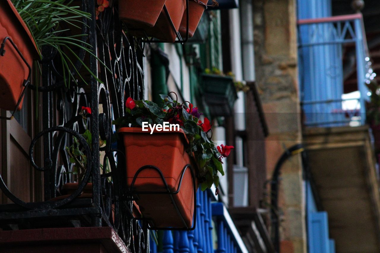 POTTED PLANT AGAINST BUILDING