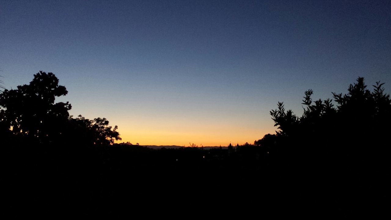 SILHOUETTE OF TREES AT SUNSET