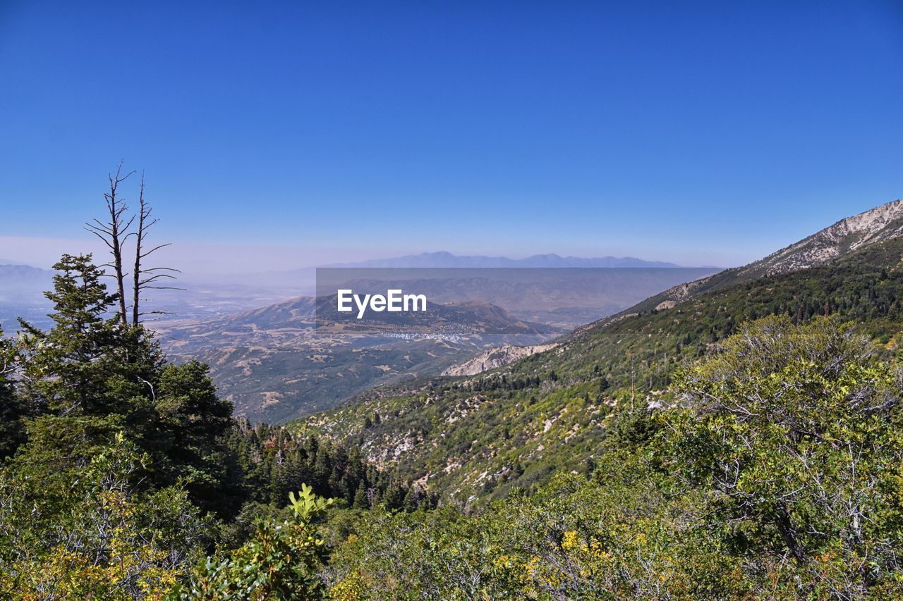 nature, wilderness, mountain, environment, landscape, plant, scenics - nature, sky, tree, beauty in nature, ridge, land, mountain range, forest, meadow, autumn, natural environment, no people, blue, tranquility, pinaceae, coniferous tree, pine tree, non-urban scene, clear sky, tranquil scene, travel destinations, travel, walking, outdoors, adventure, trail, pine woodland, valley, plateau, flower, leaf, tourism, day, sunny, idyllic, rural scene