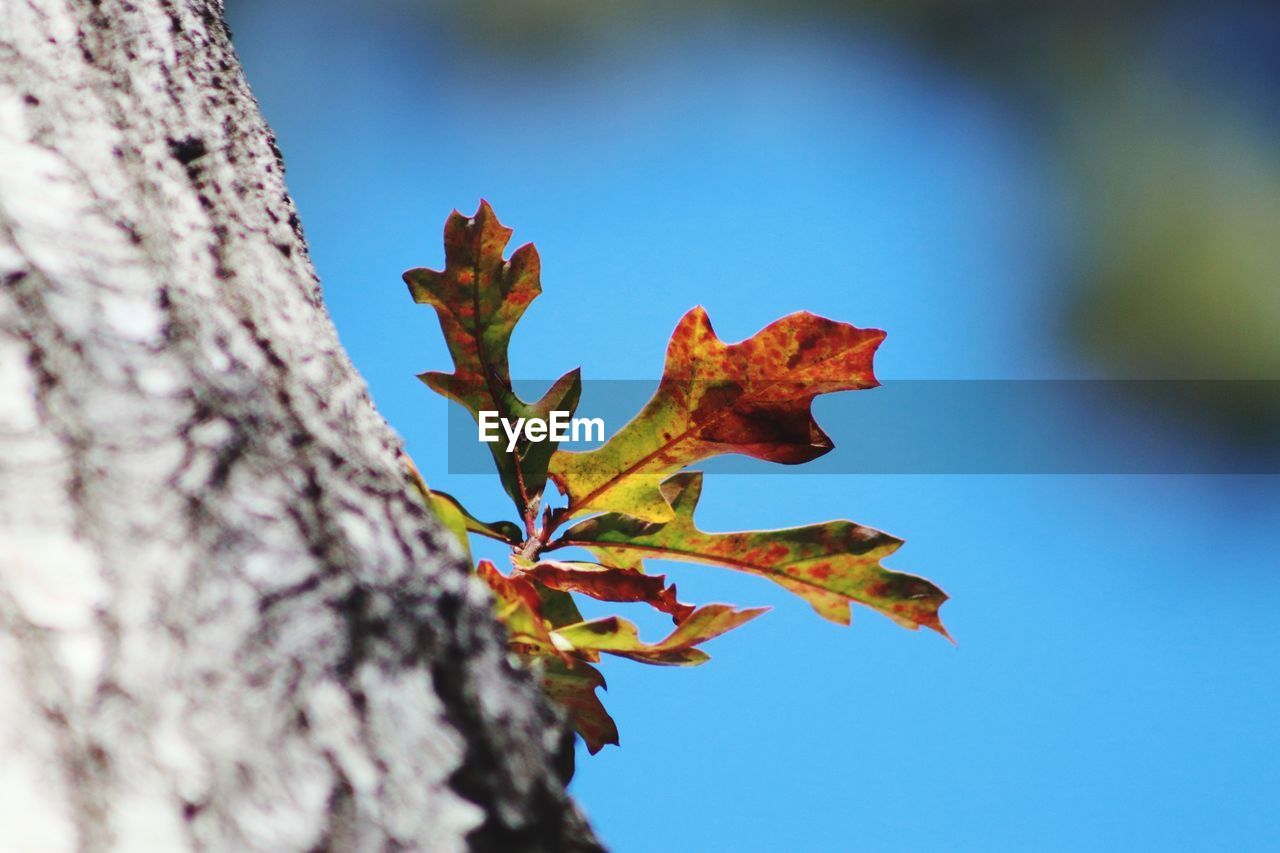 LOW ANGLE VIEW OF MAPLE TREE AGAINST SKY