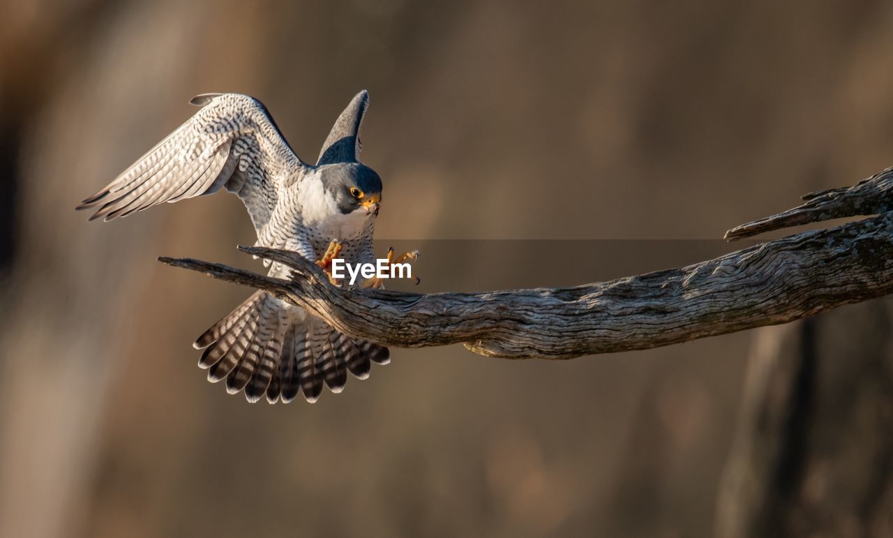 Close-up of bird perching on branch