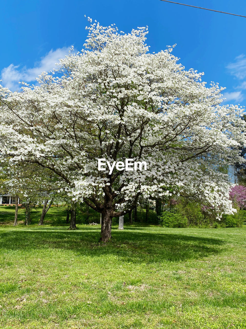 CHERRY BLOSSOM TREE ON FIELD