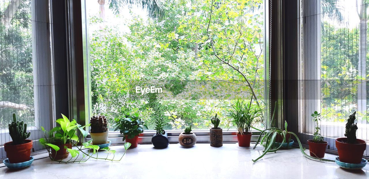 plant, window, table, indoors, day, growth, tree, potted plant, nature, no people, seat, glass - material, transparent, chair, green color, window sill, architecture, furniture, built structure, flower pot