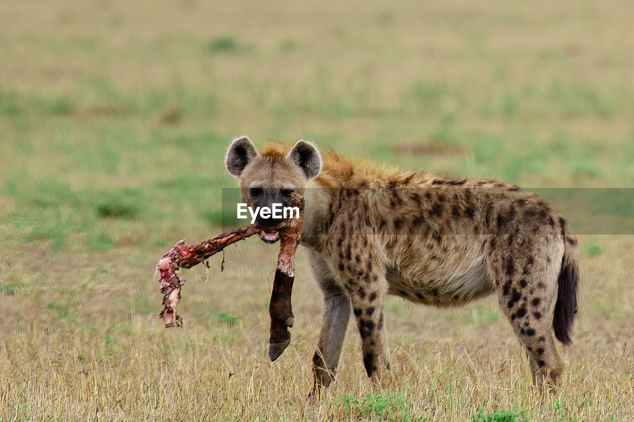 Side view of spotted hyena with food