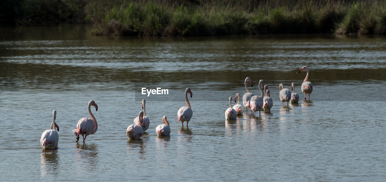 Pelicans walking in a row