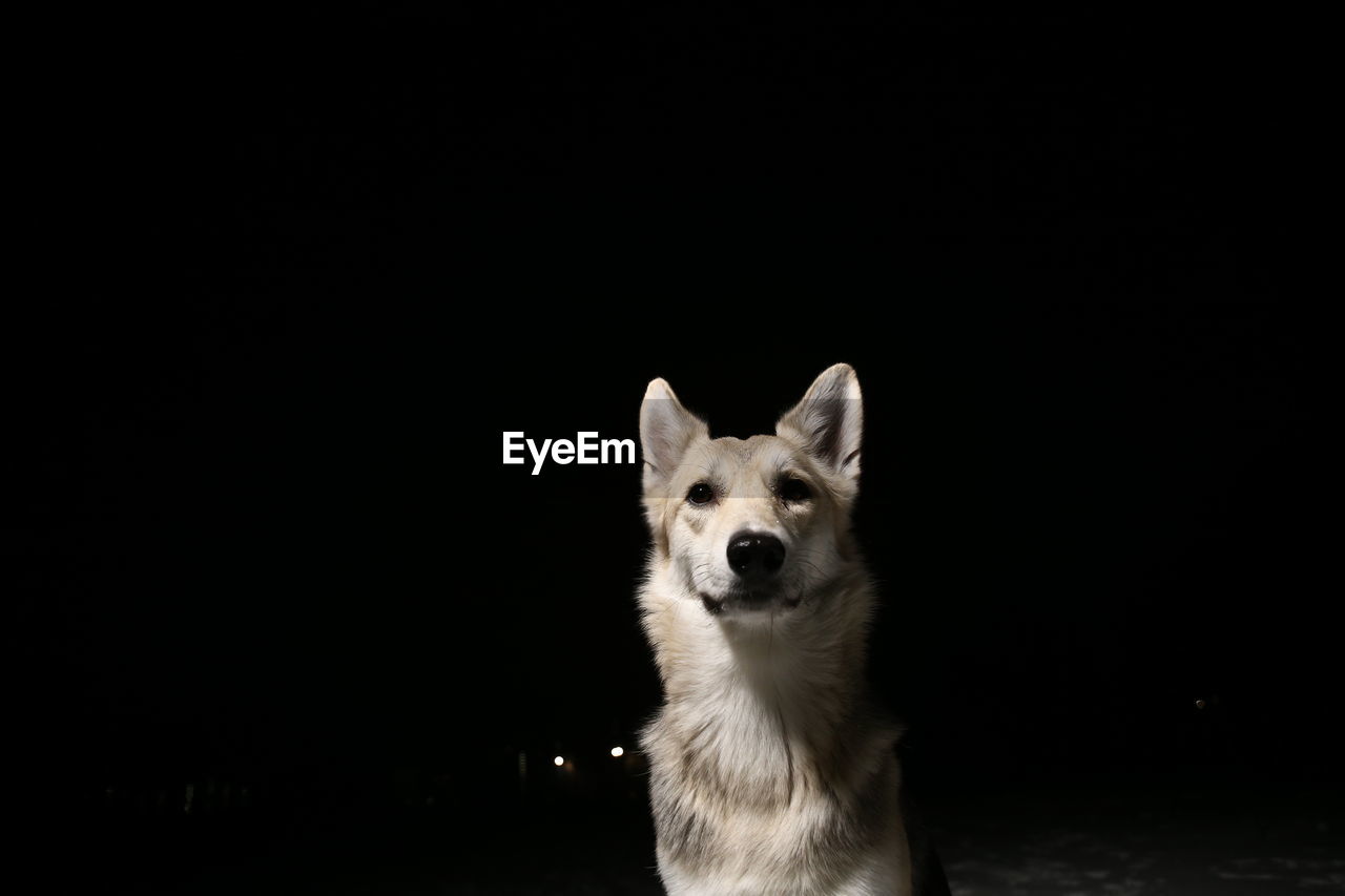 PORTRAIT OF A DOG STANDING AGAINST BLACK BACKGROUND