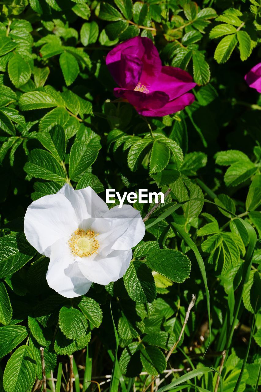 CLOSE-UP OF IRIS BLOOMING IN GARDEN