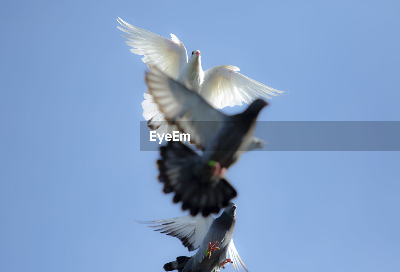 LOW ANGLE VIEW OF SEAGULLS FLYING AGAINST CLEAR BLUE SKY