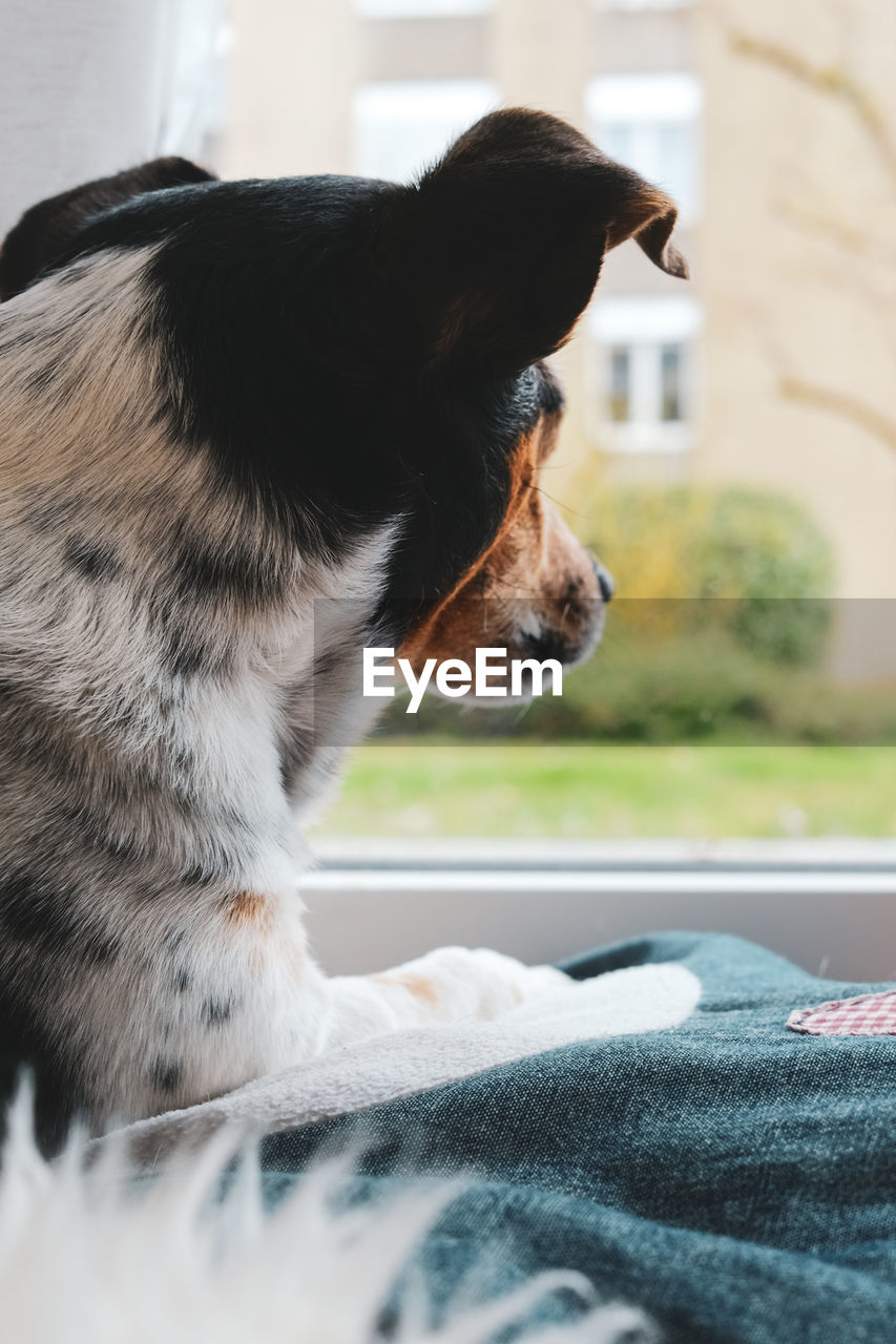 CLOSE-UP OF DOG LOOKING AWAY WHILE SITTING