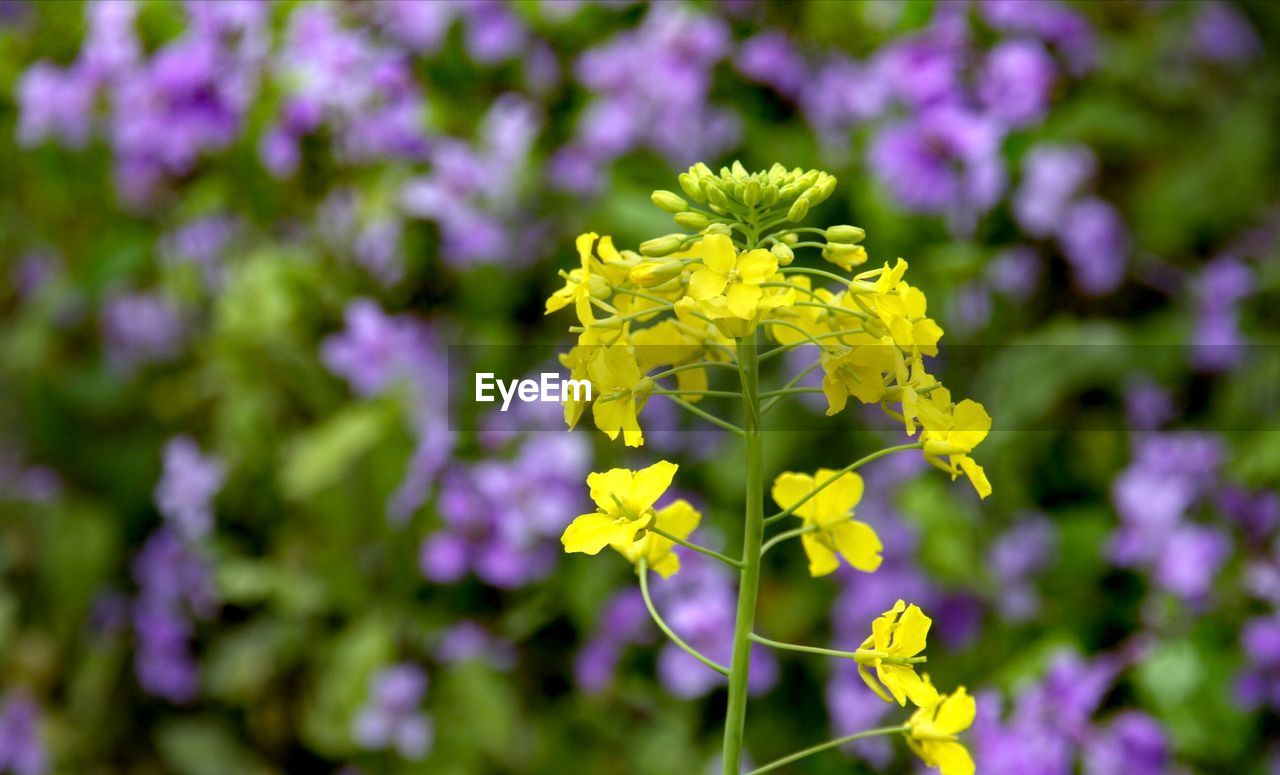 CLOSE-UP OF YELLOW FLOWER