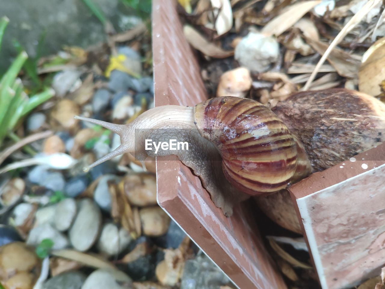 CLOSE-UP OF SNAIL ON A LEAF