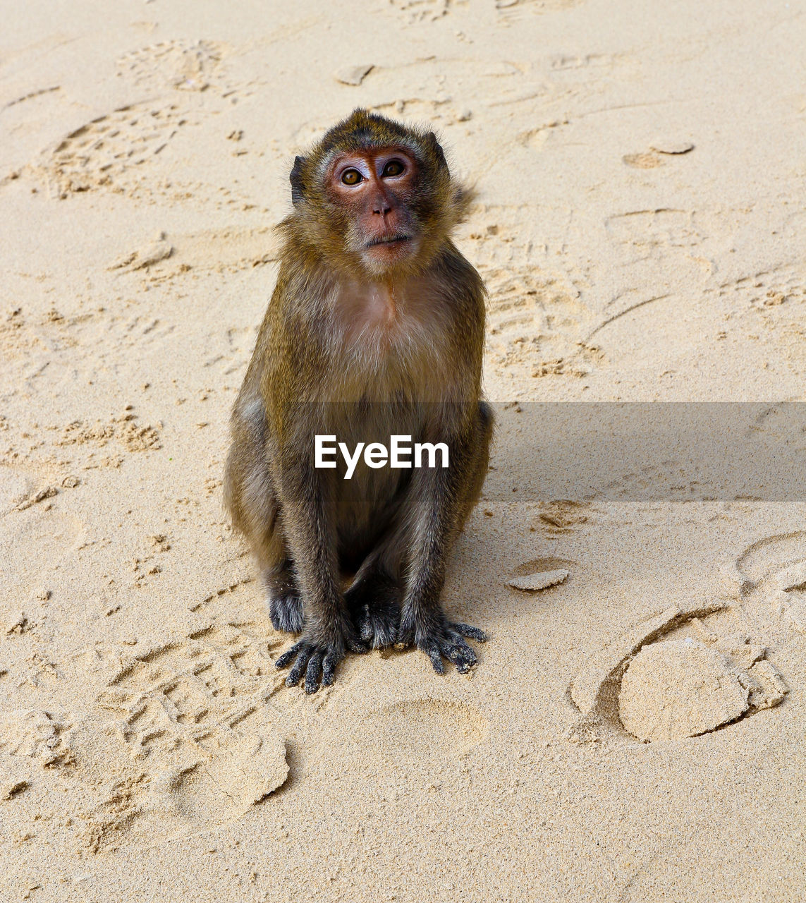 Portrait of monkey sitting at beach