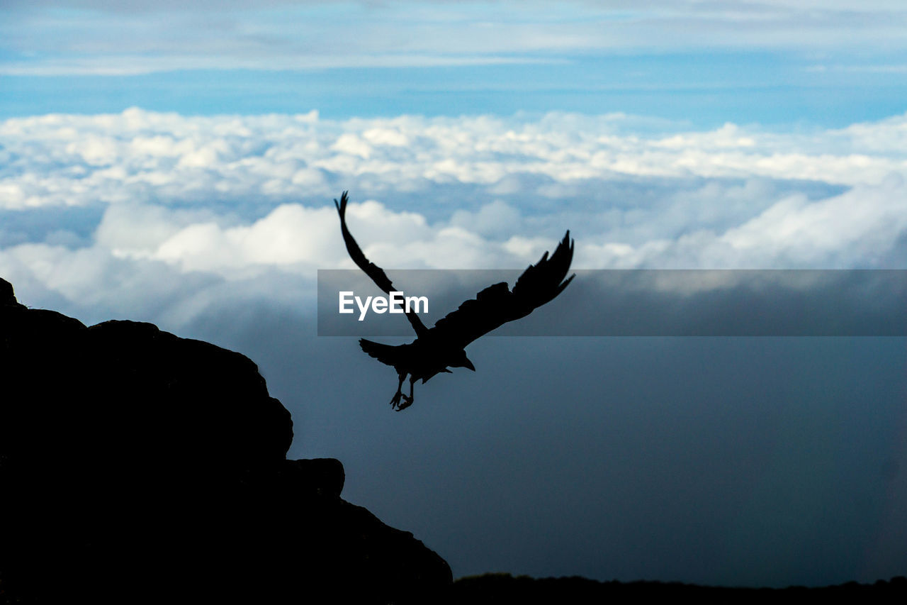 SILHOUETTE OF BIRD FLYING OVER THE SKY