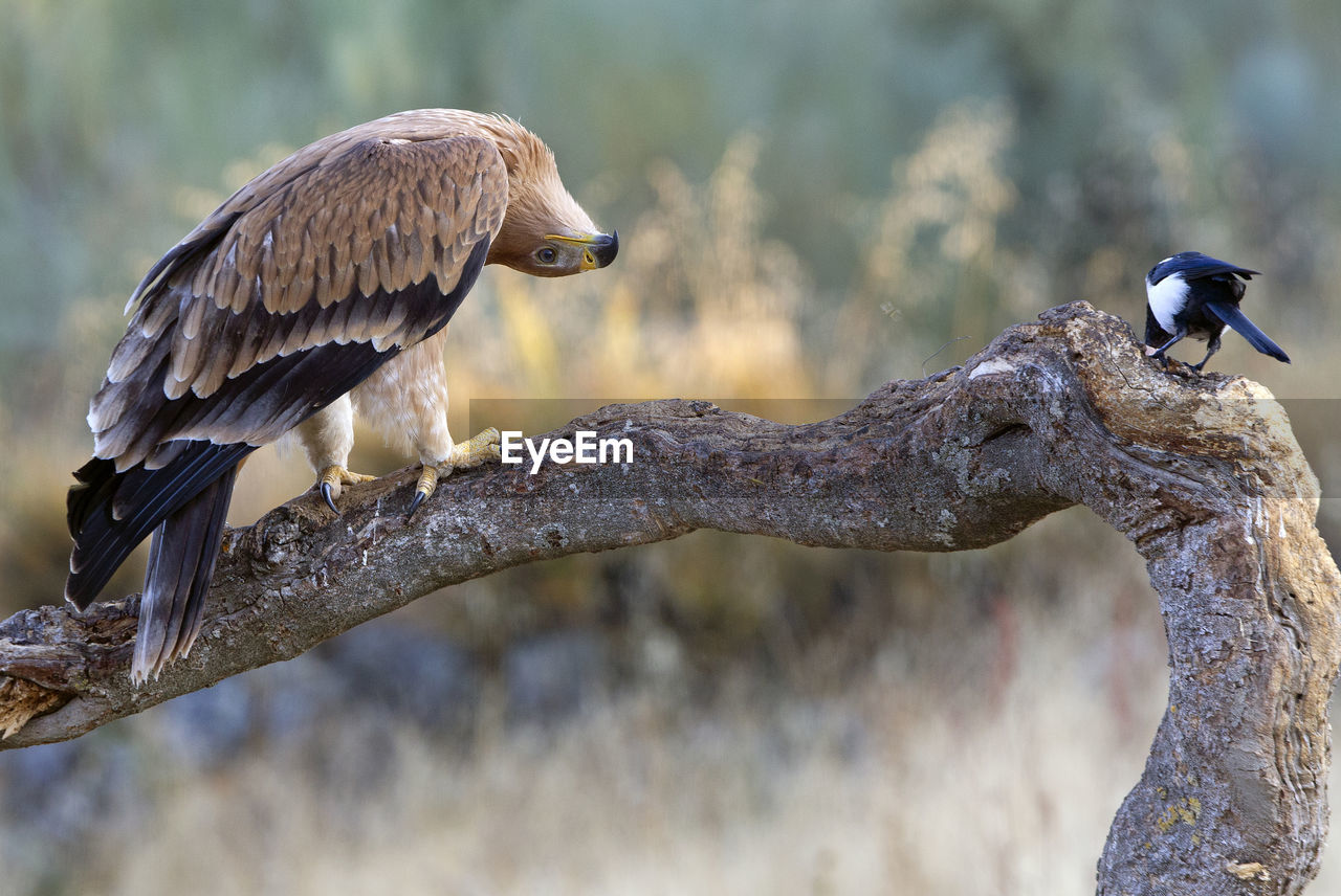 BIRD PERCHING ON A BRANCH