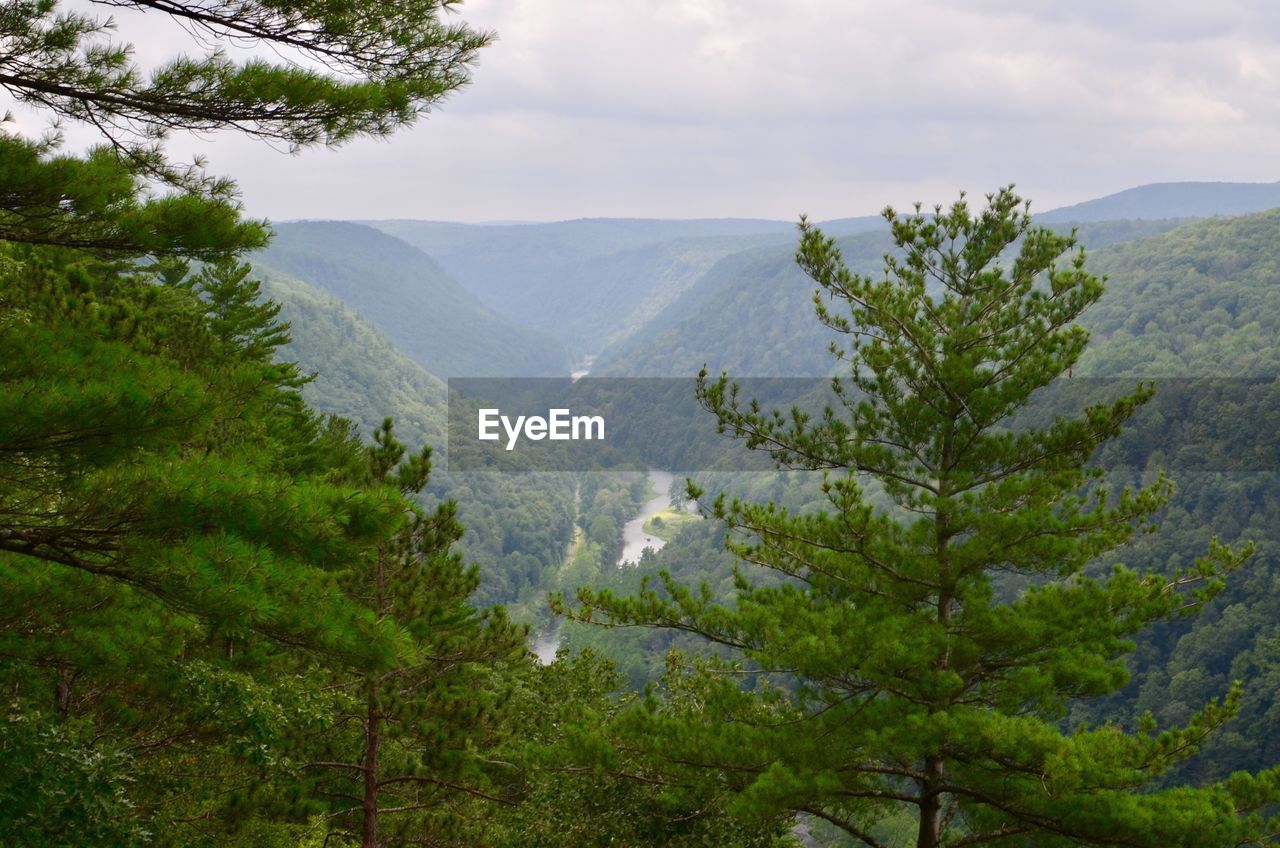 SCENIC VIEW OF TREES IN FOREST AGAINST SKY