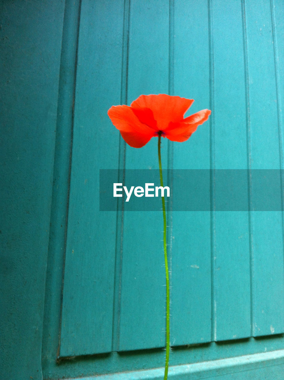 CLOSE-UP OF RED FLOWER AGAINST BLUE SKY