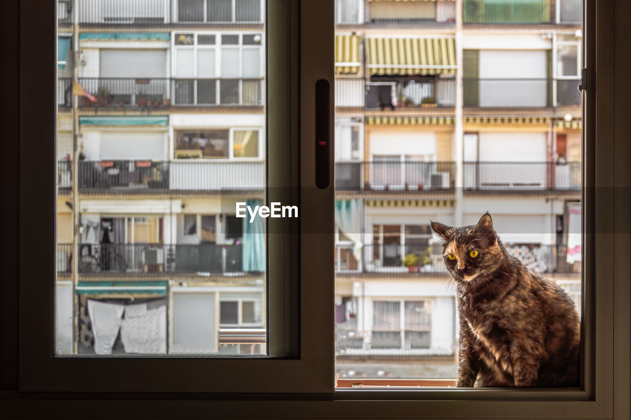 Portrait of cat looking through window