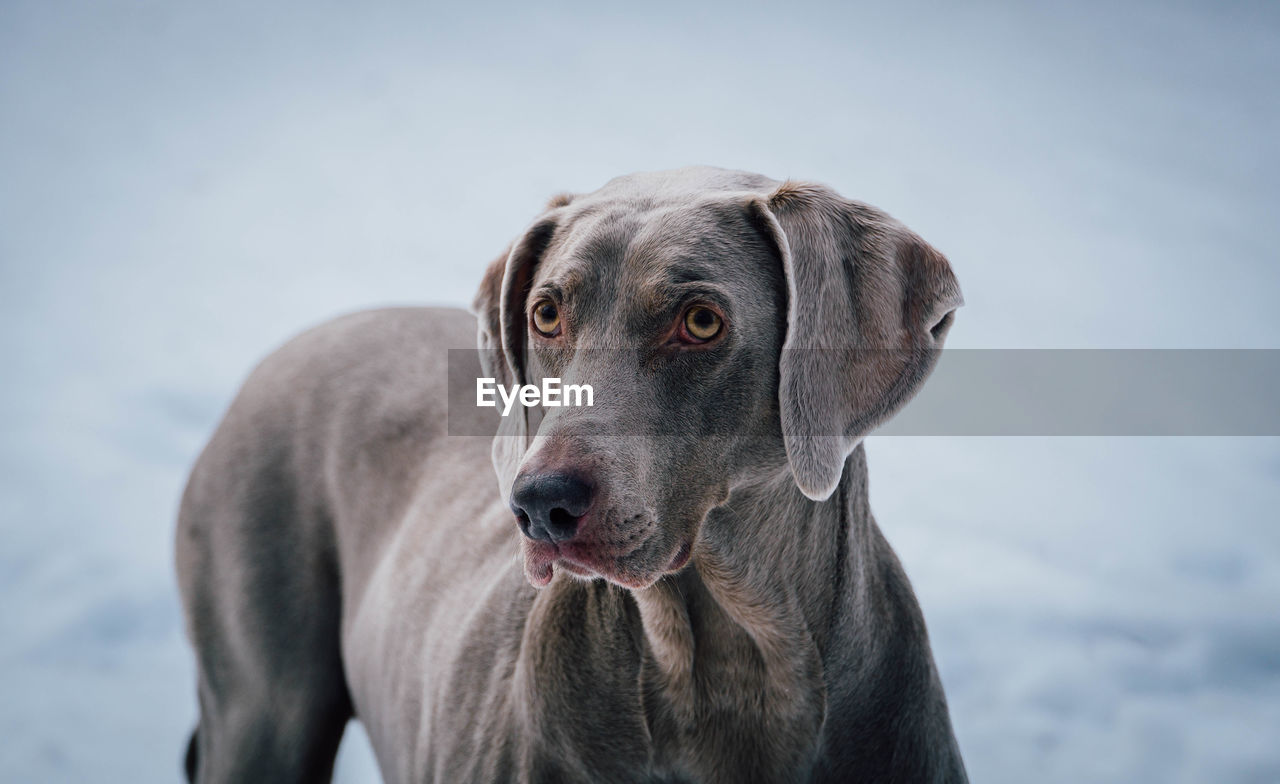 Close-up of weimaraner standing on field