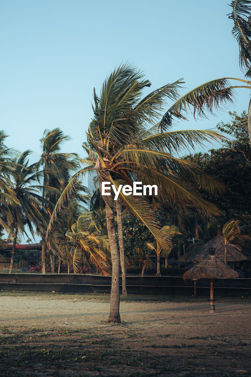 Palm trees on field against clear sky