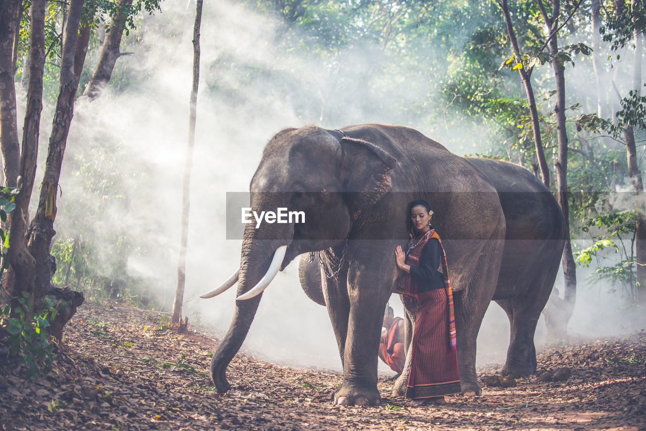 ELEPHANT STANDING IN FOREST