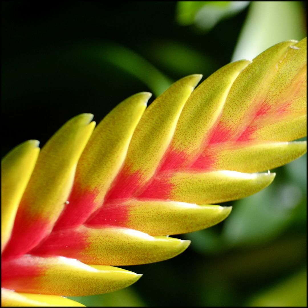 Close-up of heliconia