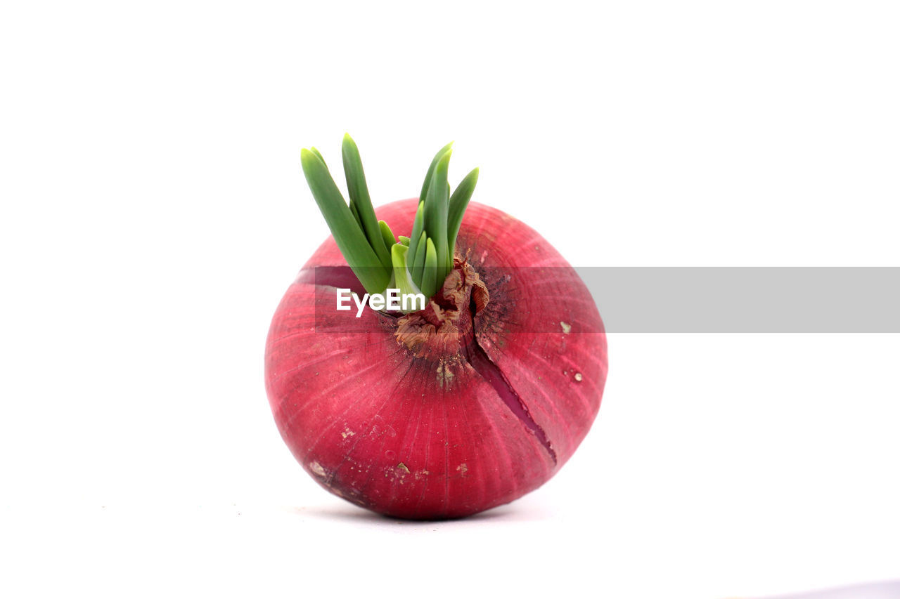 Close-up of onion against white background