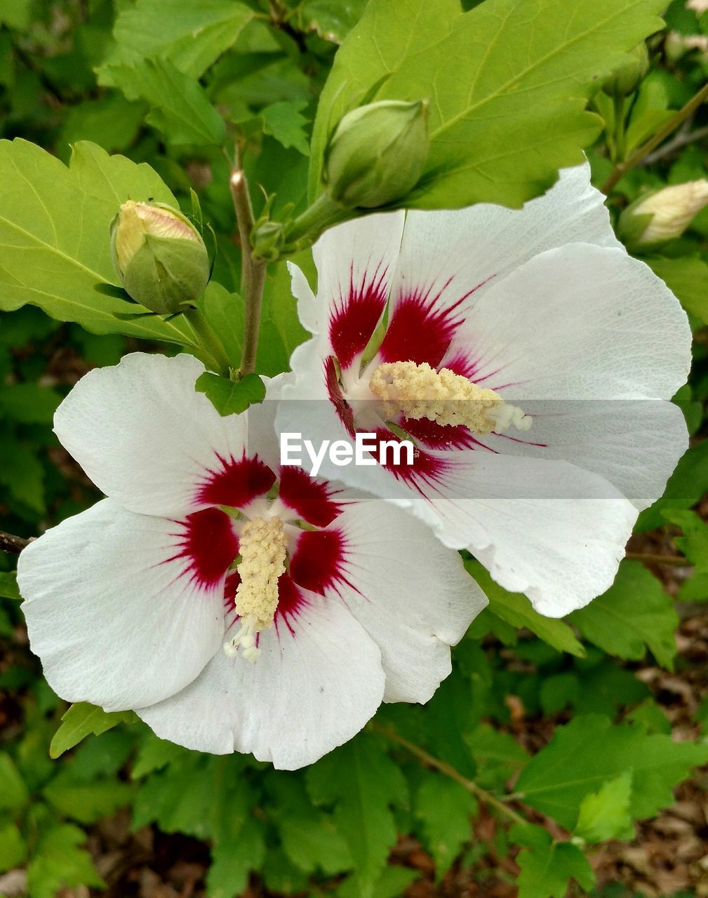 CLOSE-UP OF PINK FLOWERS BLOOMING IN PARK