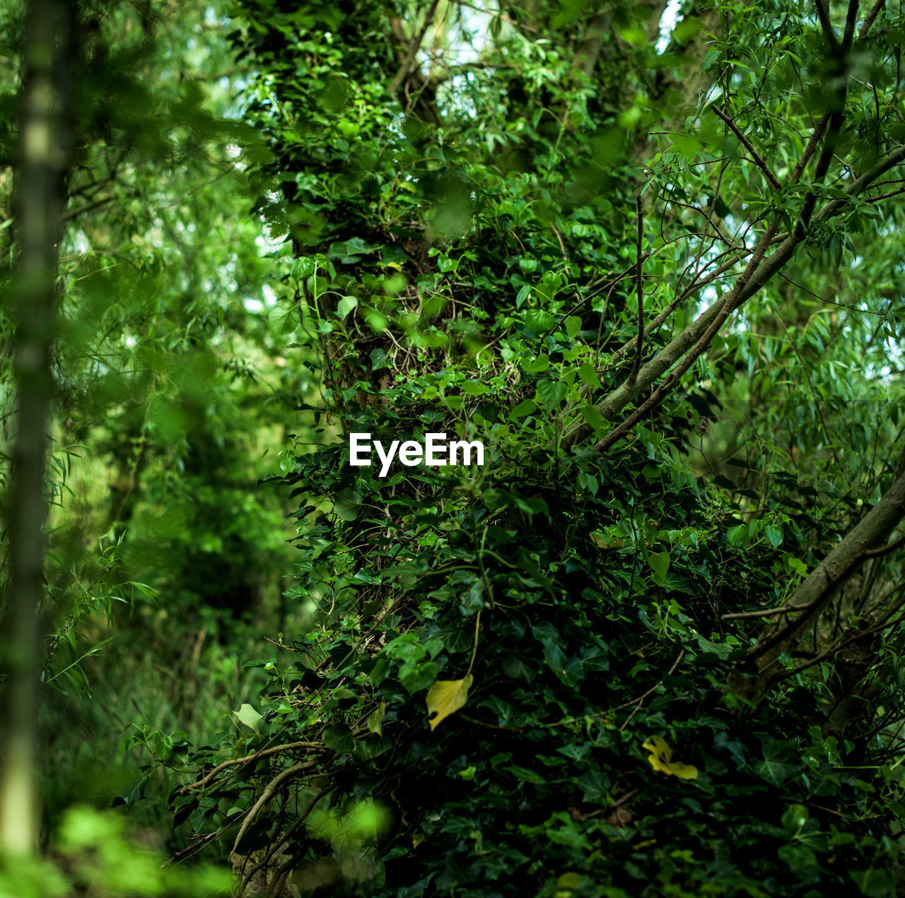 CLOSE-UP OF FRESH GREEN LEAVES IN FOREST