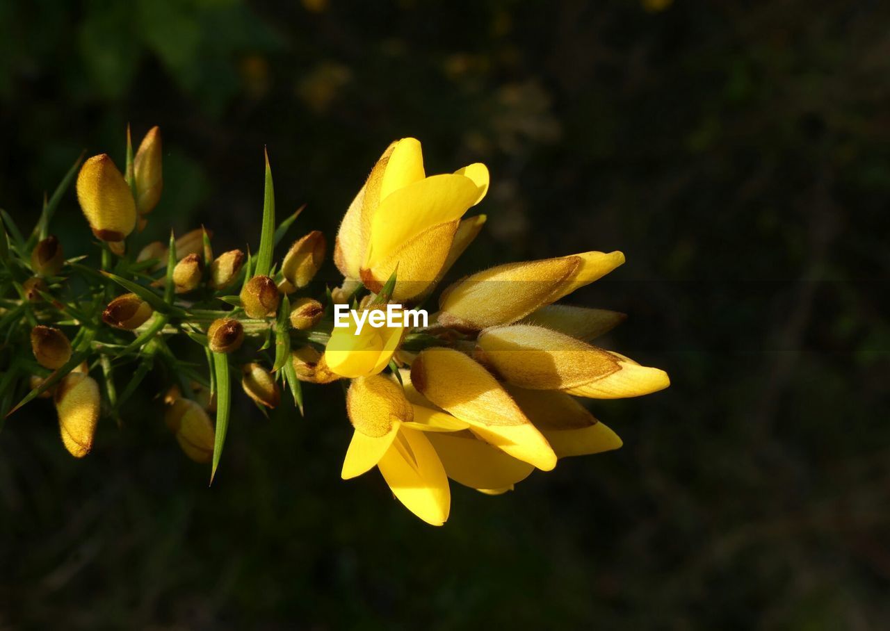 CLOSE-UP OF YELLOW FLOWERS BLOOMING