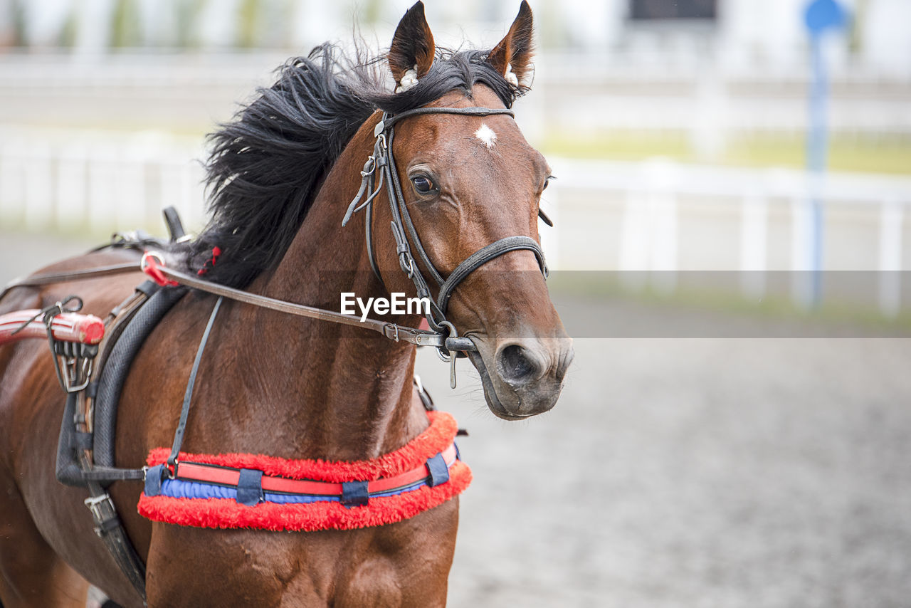 Horse running on stadium